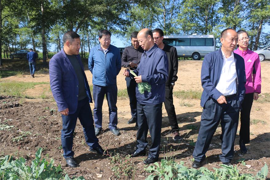 视察中草药基地